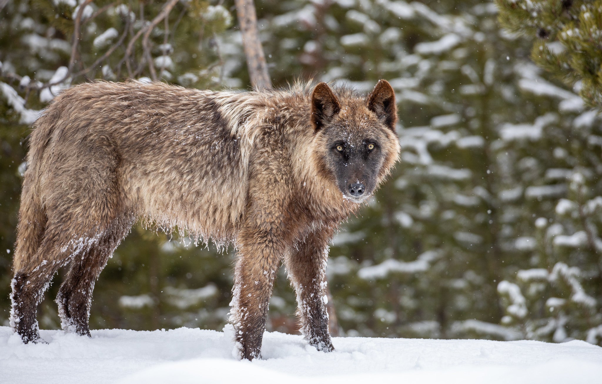 Gray wolf standing in snow in a Yellowstone forest