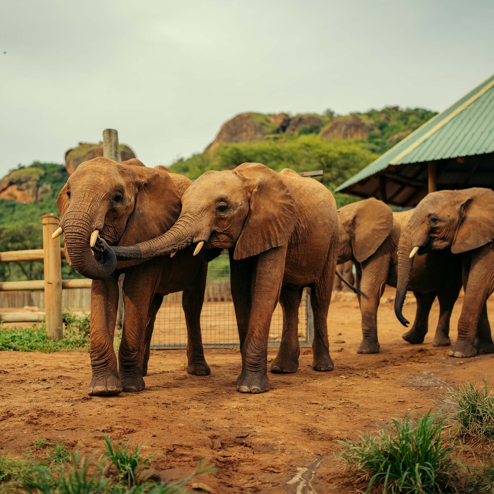 Elephants standing at The Sarara Foundation sanctuary with a shelter and rocky landscape in the background